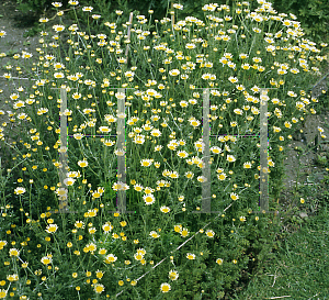 Picture of Anthemis tinctoria 'Alba'