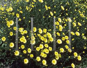 Picture of Anthemis tinctoria 'E. C. Buxton'