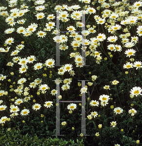 Picture of Anthemis tinctoria 'Wargrave'