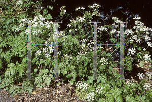 Picture of Anthriscus sylvestris 