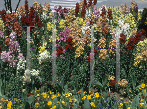 Picture of Antirrhinum majus 