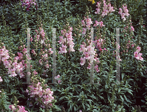 Picture of Antirrhinum majus 'Crown Apple Blossom'