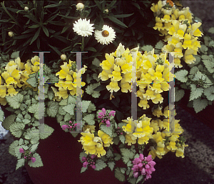 Picture of Antirrhinum majus 'Chandelier Lemon'