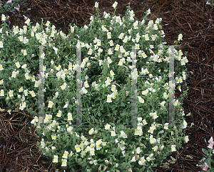 Picture of Antirrhinum majus 'Chandelier Lemon Blush'