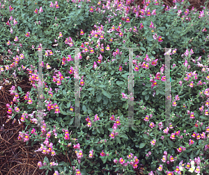 Picture of Antirrhinum majus 'Chandelier Rose Pink'