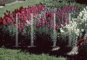 Picture of Antirrhinum majus 