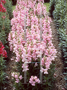 Picture of Antirrhinum majus 'Liberty Pink'