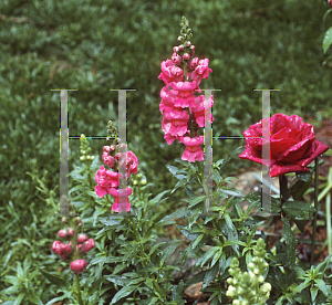 Picture of Antirrhinum majus 'Liberty Red'