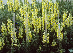 Picture of Antirrhinum majus 'Liberty Yellow'