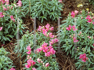 Picture of Antirrhinum majus 'Kim Rose'