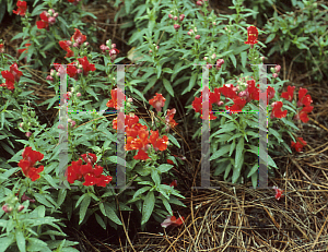 Picture of Antirrhinum majus 'Kim Scarlet'