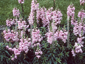 Picture of Antirrhinum majus 'Sonnet Pink'