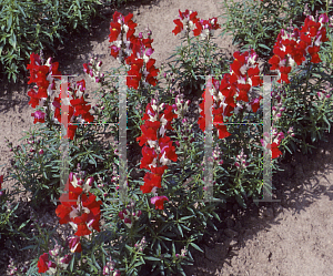 Picture of Antirrhinum majus 'Royal Carpet Red and White'