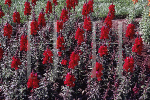 Picture of Antirrhinum majus 'Solstice Burgundy'