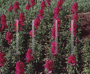 Picture of Antirrhinum majus 'Solstice Purple'