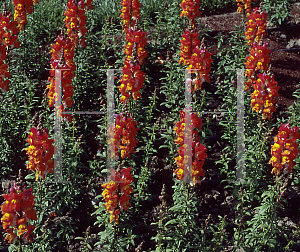 Picture of Antirrhinum majus 'Solstice Orange Tricolor'