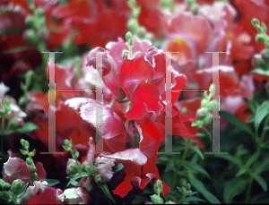 Picture of Antirrhinum majus 'Floral Showers'