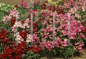 Picture of Antirrhinum majus 'Tahiti Mix'