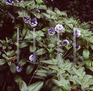 Picture of Aquilegia vulgaris 'Adelaide Addison'