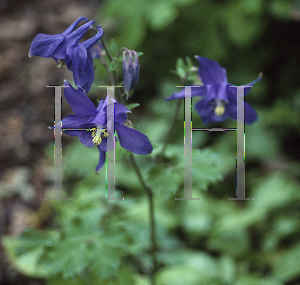 Picture of Aquilegia alpina 