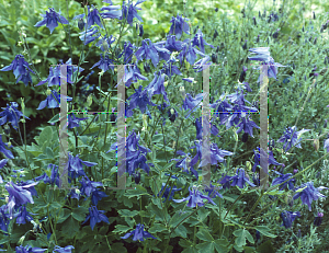 Picture of Aquilegia alpina 