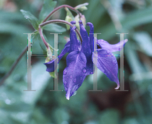 Picture of Aquilegia alpina 