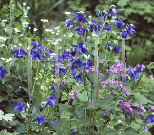 Picture of Aquilegia alpina 