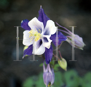 Picture of Aquilegia caerulea 