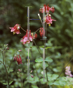 Picture of Aquilegia canadensis 