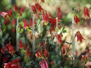 Picture of Aquilegia canadensis 