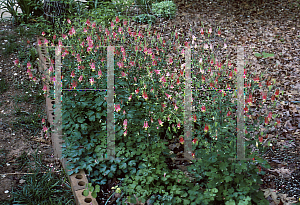 Picture of Aquilegia canadensis 