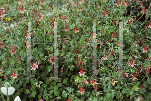 Picture of Aquilegia canadensis 