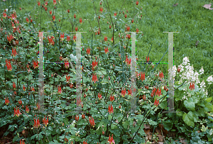 Picture of Aquilegia canadensis 