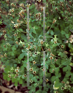 Picture of Aquilegia canadensis 