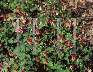 Picture of Aquilegia canadensis 