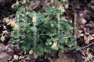 Picture of Aquilegia canadensis 'Corbett'