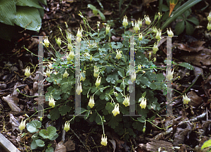 Picture of Aquilegia canadensis 'Corbett'