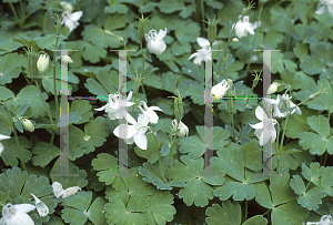 Picture of Aquilegia flabellata 'Alba'