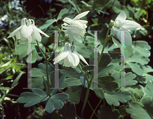 Picture of Aquilegia flabellata 'Alba'