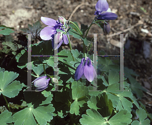 Picture of Aquilegia flabellata 