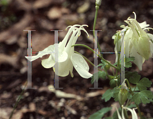 Picture of Aquilegia flabellata 'Cameo Mix'