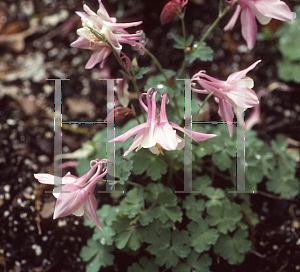 Picture of Aquilegia flabellata 'Cameo Mix'