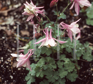 Picture of Aquilegia flabellata 'Cameo Mix'