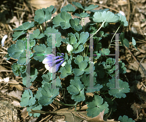 Picture of Aquilegia flabellata 'Ministar'