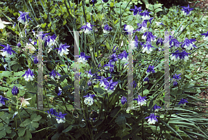 Picture of Aquilegia x hybrida 