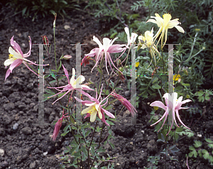 Picture of Aquilegia x hybrida 