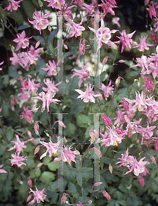 Picture of Aquilegia x hybrida 