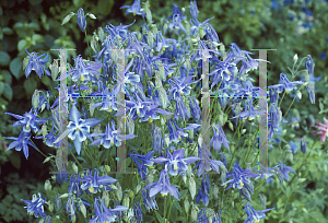 Picture of Aquilegia x hybrida 