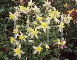 Picture of Aquilegia x hybrida 