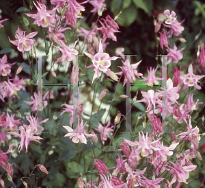 Picture of Aquilegia x hybrida 